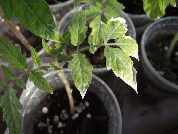  Tomate de mudas de queimadura solar