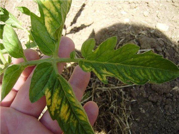  Com deficiências de cobre no solo, as mudas também podem ficar amarelas.