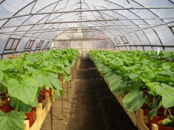  Nella serra, puoi crescere come ibridi cespuglio compatto e le solite varietà di zucchine