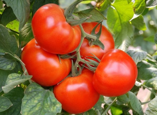  Mercado del milagro del tomate