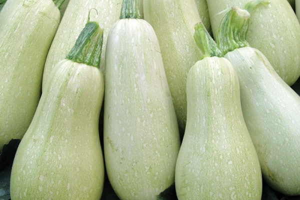  La varietà è mediamente precoce, ad alto rendimento, il peso medio della frutta è di 1,5 kg