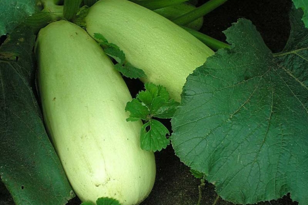  Varietà di zucchine Gribovsky: descrizione, impianto e cura