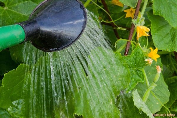 Drying of the soil and excess moisture can cause bitterness in cucumbers.