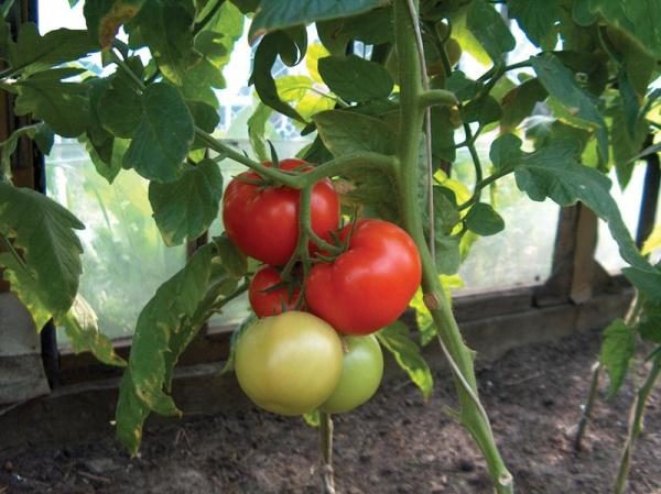  Tomate medio tardío de la variedad Milagro del mercado.