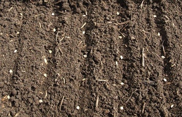  No Território de Krasnodar, jardineiros cultivam tomates sem sementes