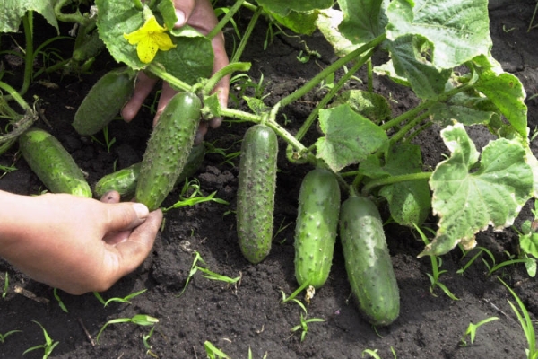 Cucumbers love shading areas, gently loosening, tying, watering with warm water