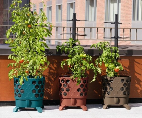 Para o cultivo de tomates no interior no inverno, escolha a capacidade de 2 litros (para variedades anãs), 4 litros (para variedades médias) ou 5 litros (para ampolas)