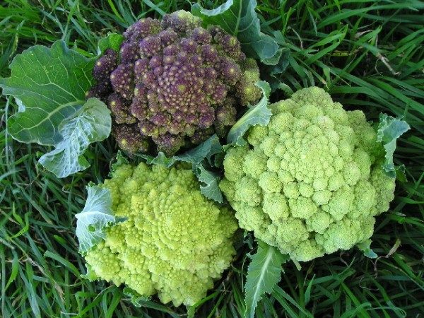  Μια καλή σοδειά λάχανου Romanesco μπορεί να ληφθεί σε εδάφη με αλκαλικό περιβάλλον
