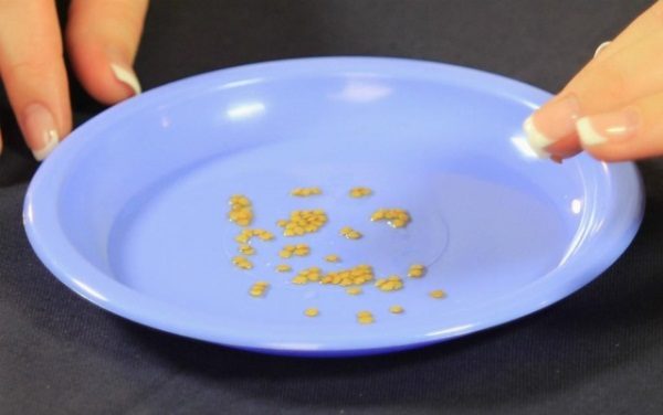  Ammollo dei semi di pomodoro nella soluzione di Appin