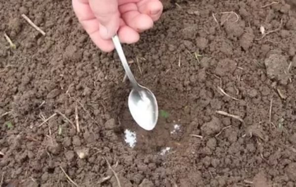 Îngrășămintele sunt adăugate înainte de plantarea răsadurilor de varză.