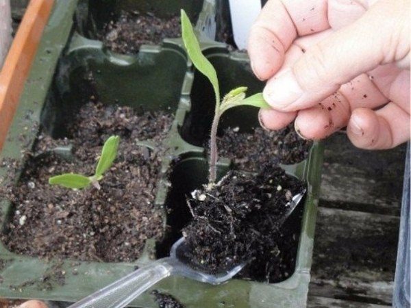  Mudas de tomate Dive Caspar