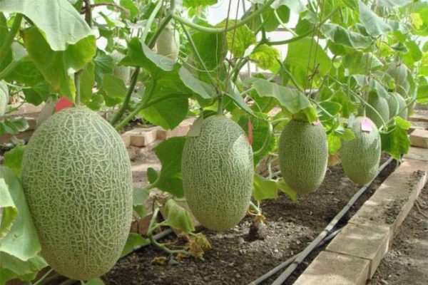  Meloni maturi pronti per la mietitura