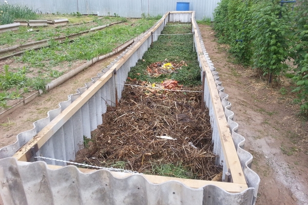  Este recomandabil să se crească dovlecei în paturi calde sau grămezi de compost.