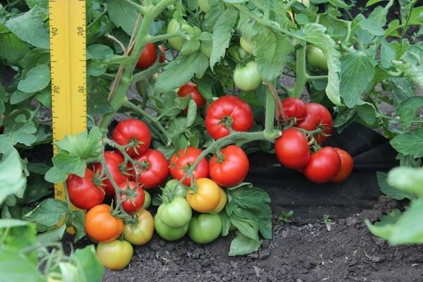  Tomates de estréia são recomendados para cultivo, tanto em campos abertos quanto em estufas