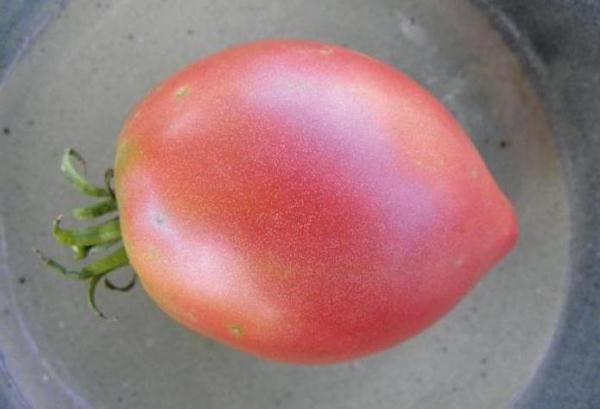  Os frutos coletados de tomate Khali Ghali podem ser armazenados por um longo tempo e tolerar o transporte.