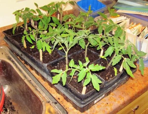  Uma semana antes do transplante, ele precisa ser temperado.