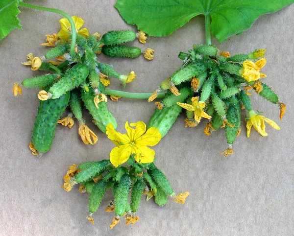  Beam arrangement of cucumber ovaries
