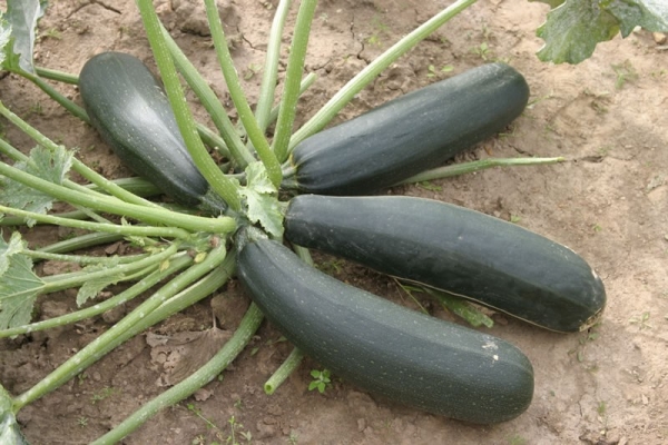  Descrizione e caratteristiche di una bella zucchina nera