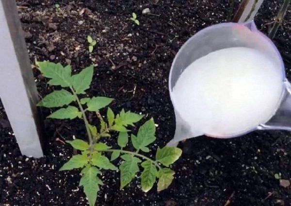  Para aumentar o rendimento do tomate, as plantas devem ser alimentadas com fertilizantes orgânicos e minerais.