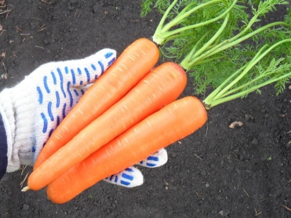  Variety belongs to the group of late-ripening crops. Harvesting begins in mid-October.