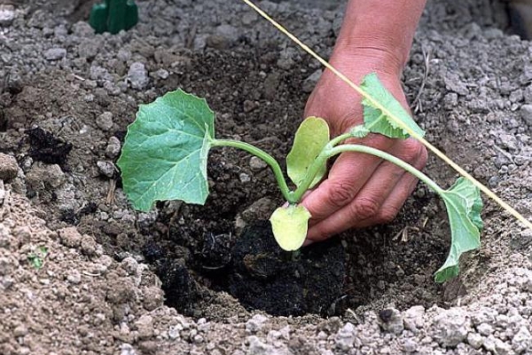  Răsadurile sunt plantate în sol deschis la mijlocul lunii mai.