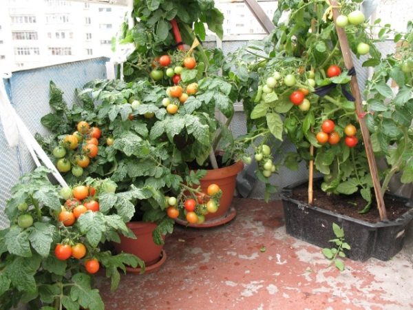 Com o crescimento de talos de tomate amarrados a pinos