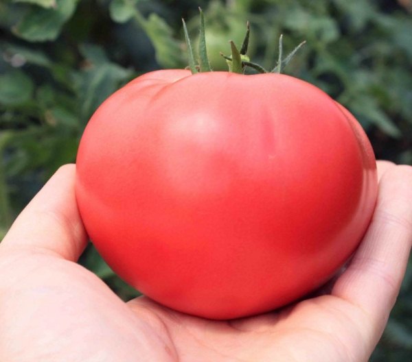  Alecrim de qualidade de tomate