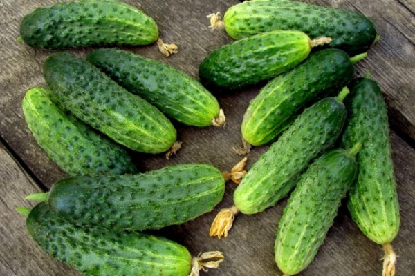  Collect cucumbers should be daily, not allowing them to grow