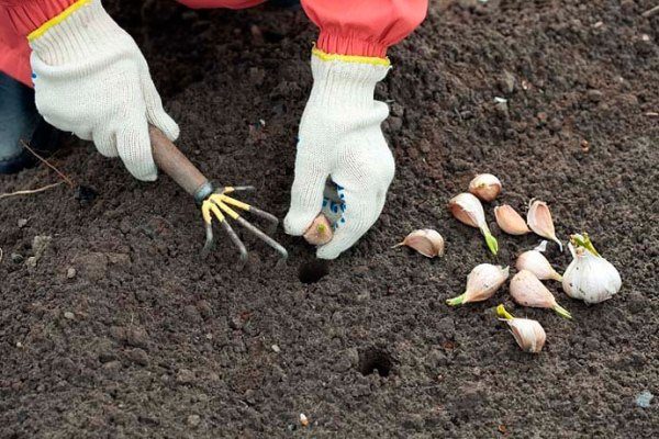  Non affondare troppo i denti nel terreno, poiché ciò rallenterebbe la formazione del sistema radicale