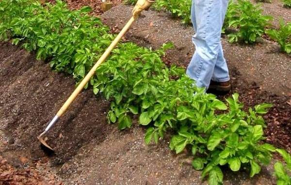  Soil loosening and hilling of potato beds