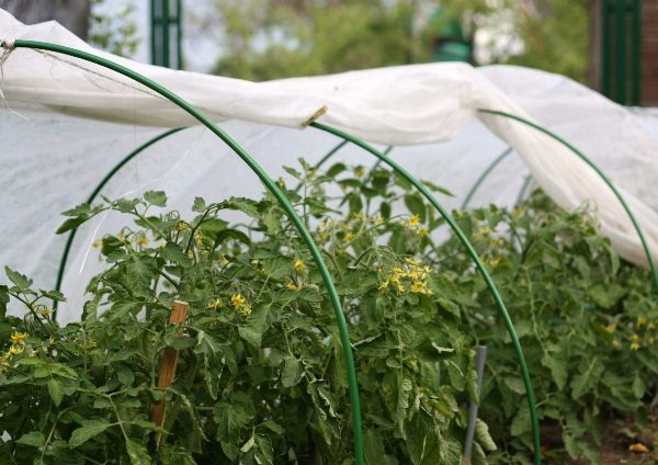  Tomates crescentes em uma estufa