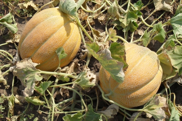  Descrizione e caratteristiche della varietà di melone Ethiopka, semina, cresce e cura