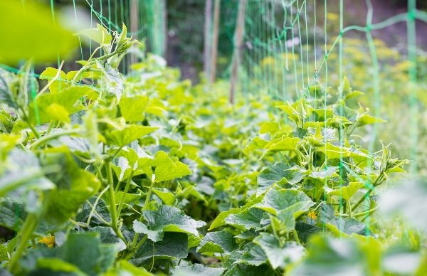  Dopo che i germogli di cetrioli guadagneranno circa 15 cm di altezza, dovrai iniziare ad attaccare i petali superiori alla linea inferiore della griglia con le tue mani