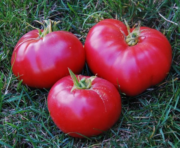  Tomates maduros e suculentos México