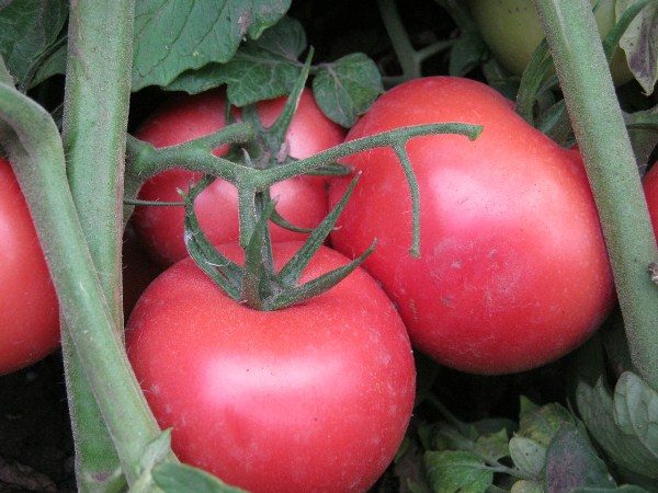  Tomate Bush rosa