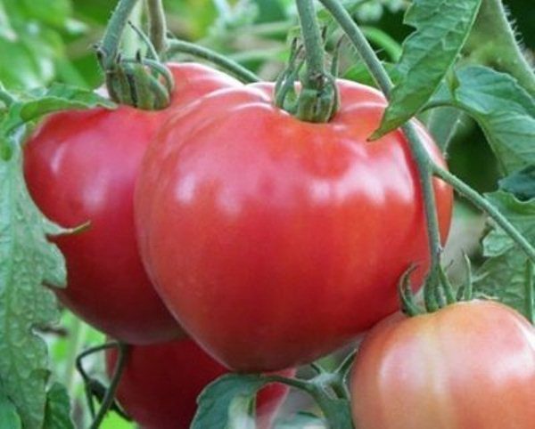  As frutas em forma de coração dos tomates da Big Mommy atingem um peso de 350 gramas cada.