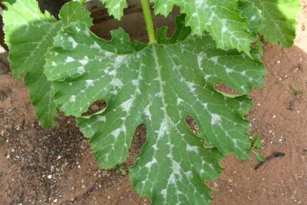  Rugiada farinosa sulle foglie di zucchina