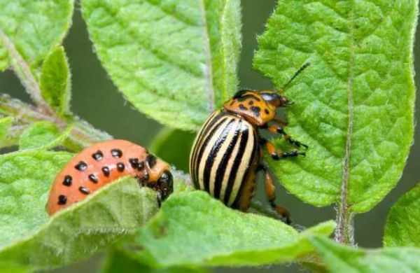  Dorifora e larva