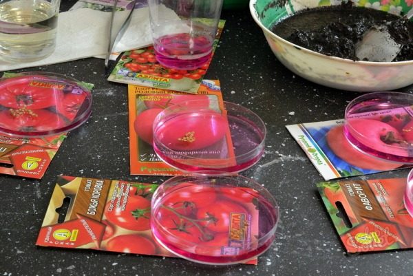  Desinfecção de sementes de tomate antes de plantar