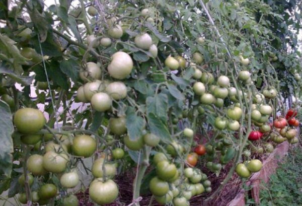  Arbustos de tomate Bush Bush rosa