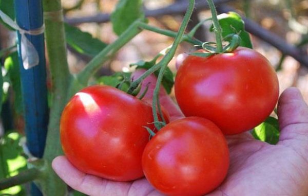  Muñeca de tomate