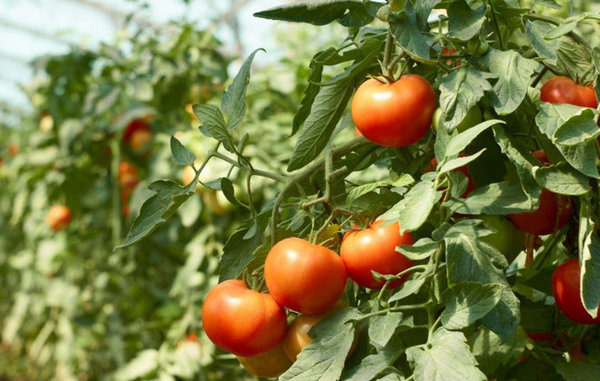  Grau maduro precoce de tomates boneca