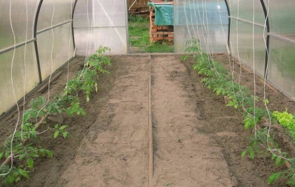  Os melhores indicadores de rendimento variedade tomate boneca mostra na estufa