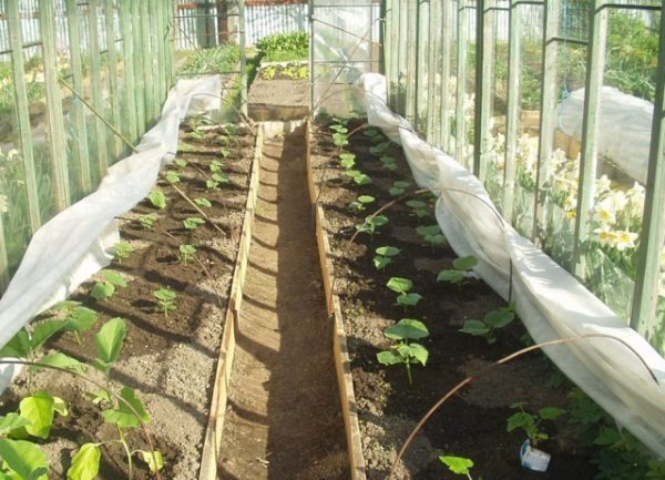 Le piantine di zucchine, che raggiunsero l'età di 20-25 giorni, si trasferirono nella serra in un luogo permanente