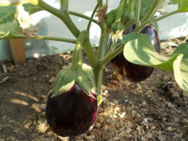  È meglio tagliare i frutti delle melanzane con una cesoia o un coltello, lasciando una parte dello stelo lunga 4-5 cm