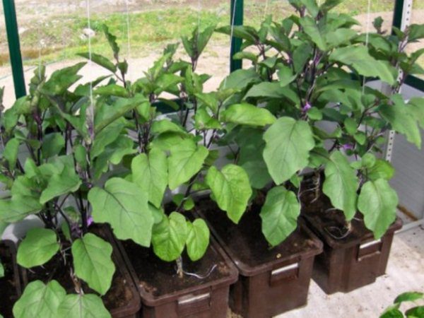  Melanzana nera bellezza piantina prima di piantare può già avere colore