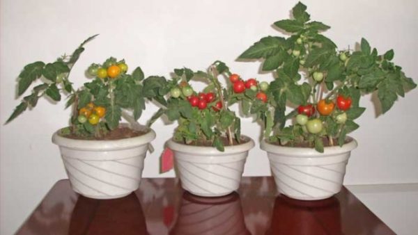  Tomates Bonsai não crescem mais de meio metro, destacam-se o rápido amadurecimento