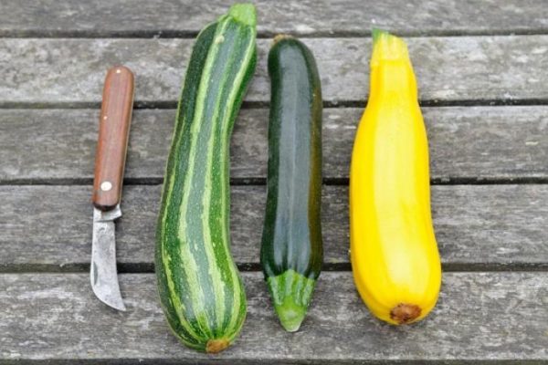  Amadurecimento vegetal, quente e úmido, pouco calórico, rápido na culinária