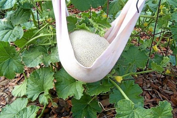  Giarrettiera per evitare di spezzarsi