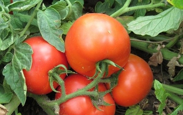  Estréia de Tomate